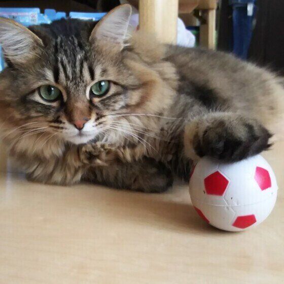 ボール遊びをするキジトラ猫