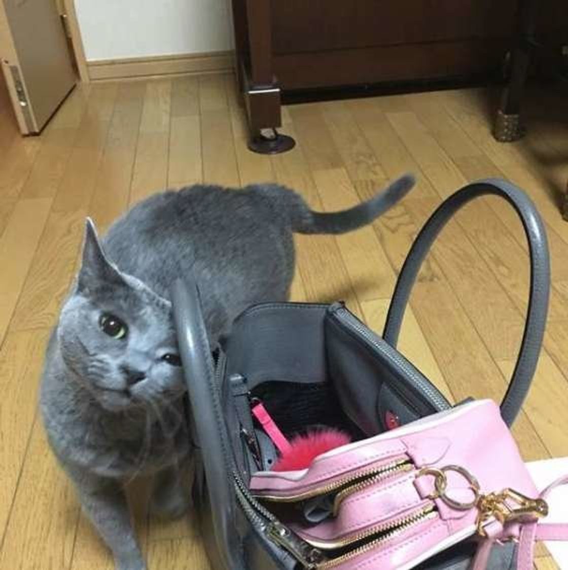 いつもと違くない 猫が激しいスリスリをするときの心理とは ねこのきもちweb Magazine いつもと違くない 猫が激しいスリスリをするときの心理とは ねこのきもちweb Magazine