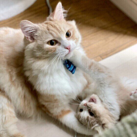 くつろぐマンチカン