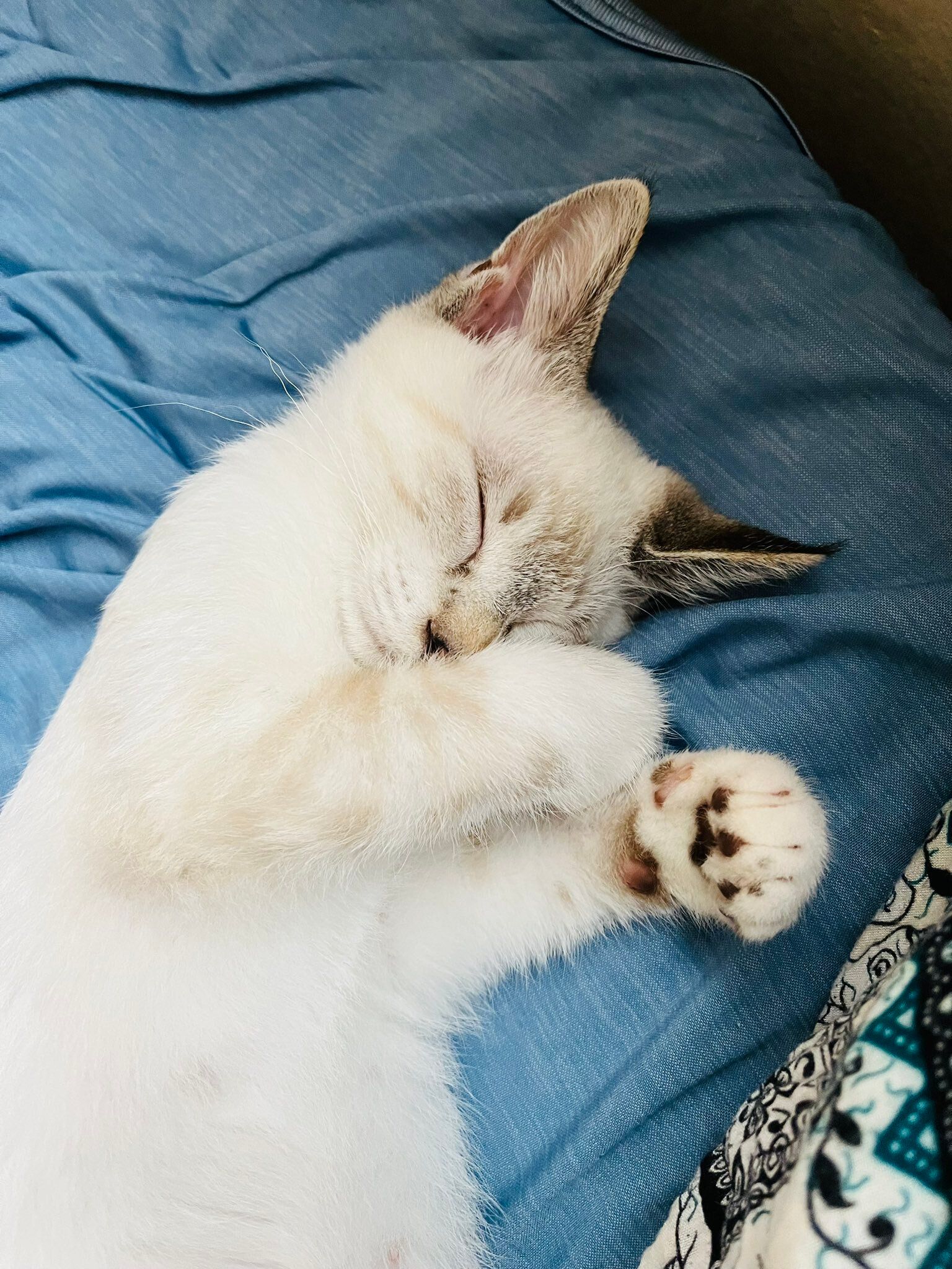 眠っている子猫