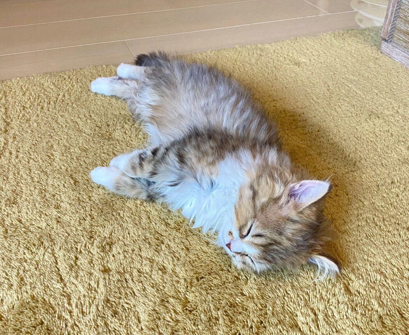 生後3カ月のころのみぬ次郎くん