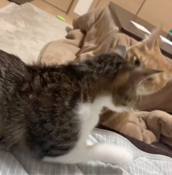 茶トラのウニくんとキジ白のコハダちゃん