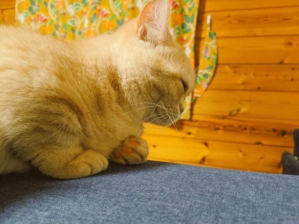 ととろちゃん（マンチカン、メス）