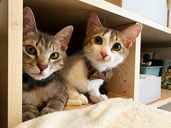 見つめる虎太郎くんとドラちゃん