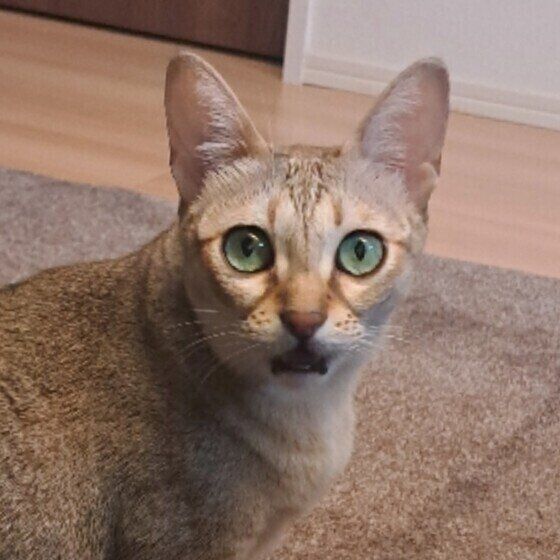 シンガプーラのかえでちゃん