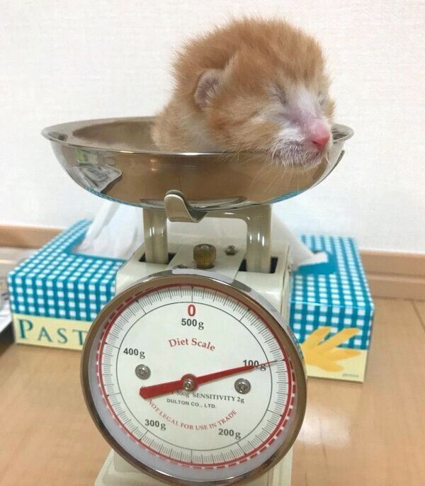 保護した頃のシンバさん