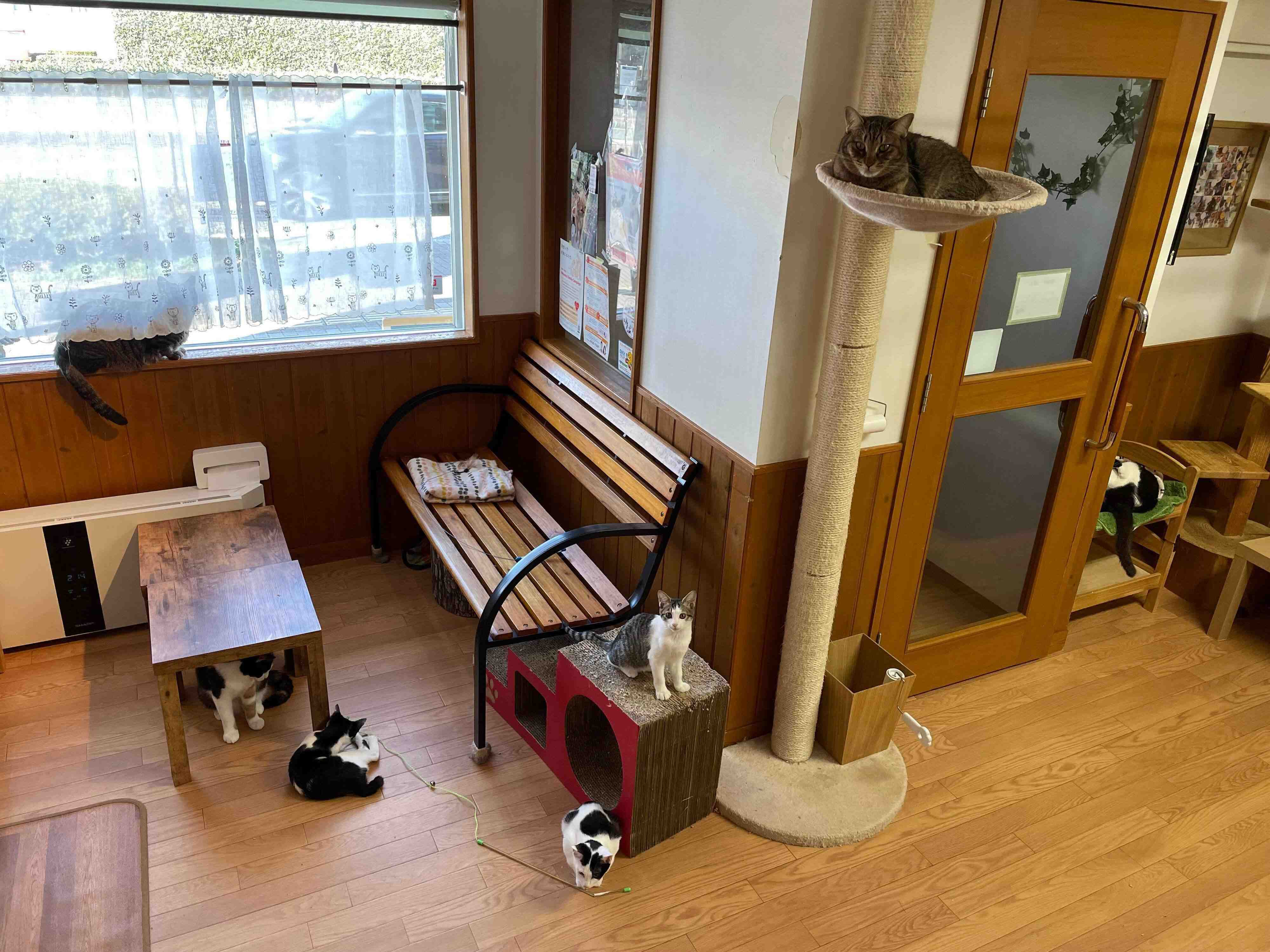 思い思いに過ごす猫たち