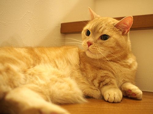 マンチカンのぷーちゃん