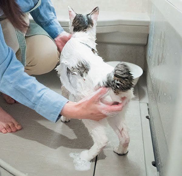 シャンプーされる猫