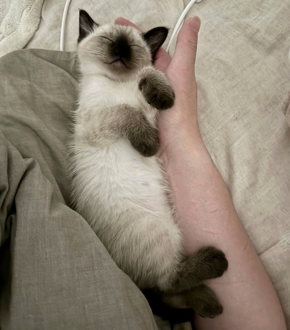 ぐっすり眠るすずりちゃん