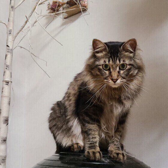 キジトラのアラレちゃん