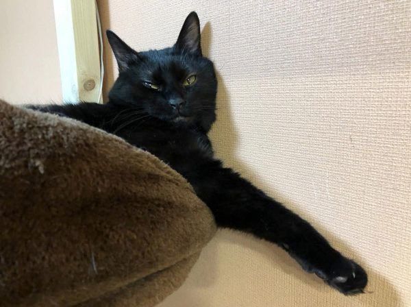 壁に寄りかかって寝る黒猫