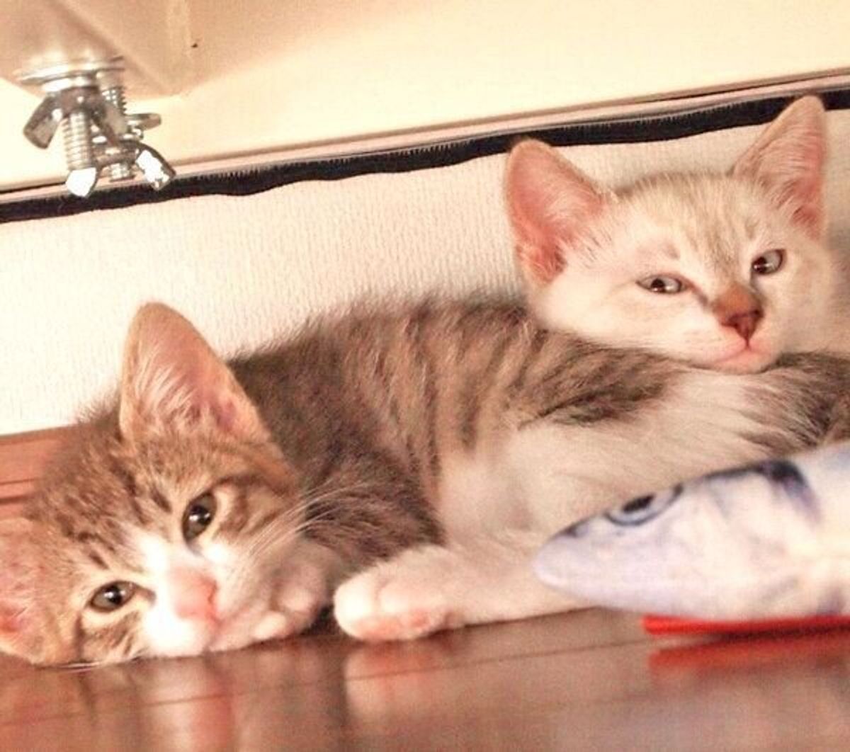 2匹の保護猫と家族に 仕事に追われていた飼い主に猫が教えてくれた大切なこと ねこのきもちweb Magazine 2匹の保護猫と家族に 仕事に追われていた飼い主に猫が教えてくれた大切なこと ねこのきもちweb Magazine