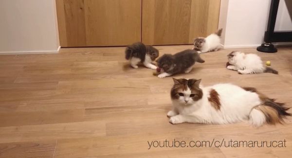 ボールで遊ぶ猫