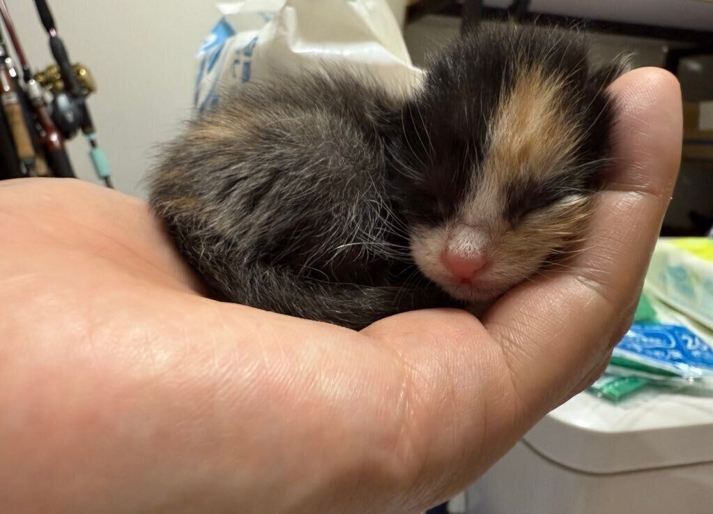 手のひらサイズのまりもちゃん