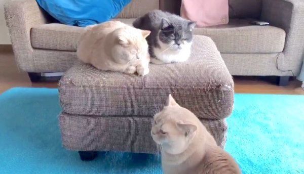 ヤキモチを焼くブリティッシュショートヘア