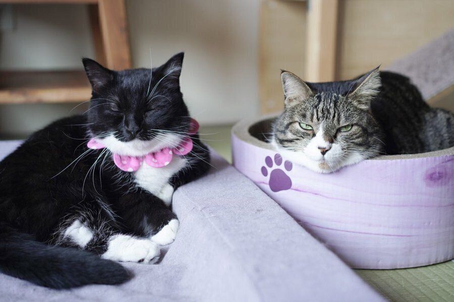 うにくんとあおばくん