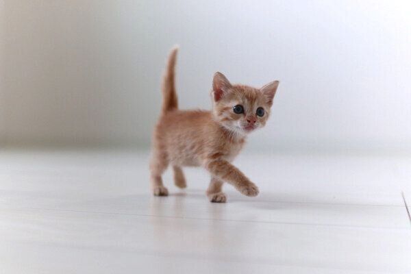 歩くとんかつちゃん