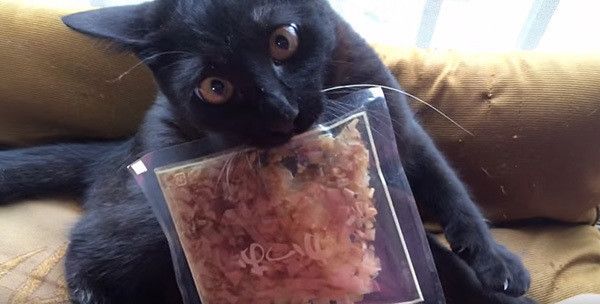 かつおぶしと猫