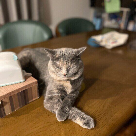 机の上でくつろぐマンチカン