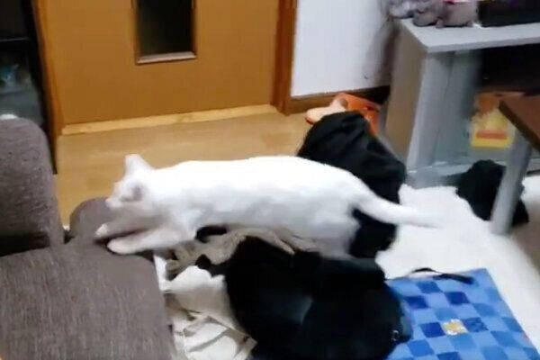 飼い主さんのもとに向かっていくテトくん