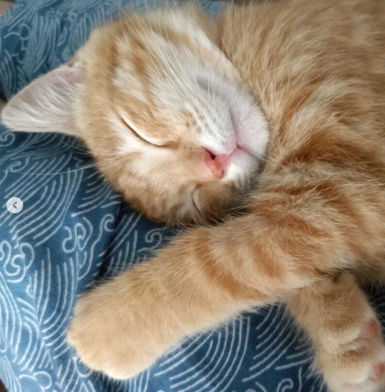 飼い主の膝の上で眠る子猫