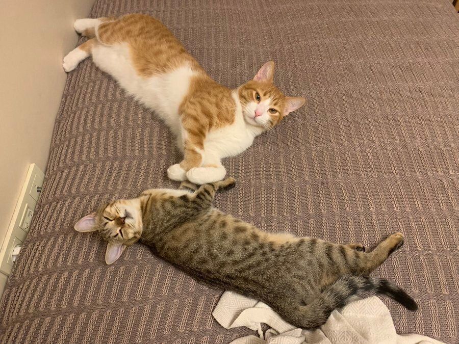 横になるたぬきくんときつねちゃん