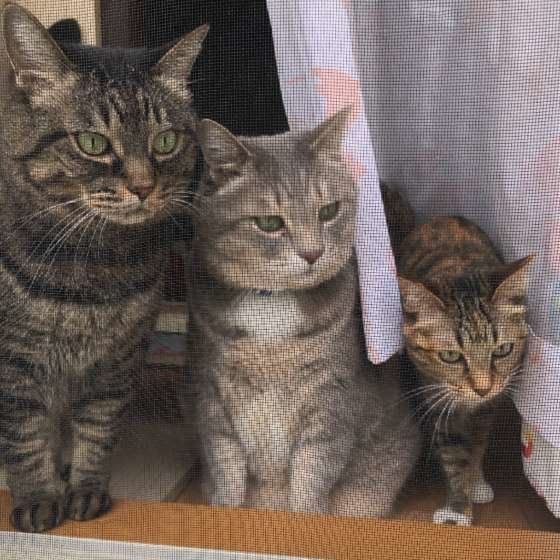 3匹のトラ猫