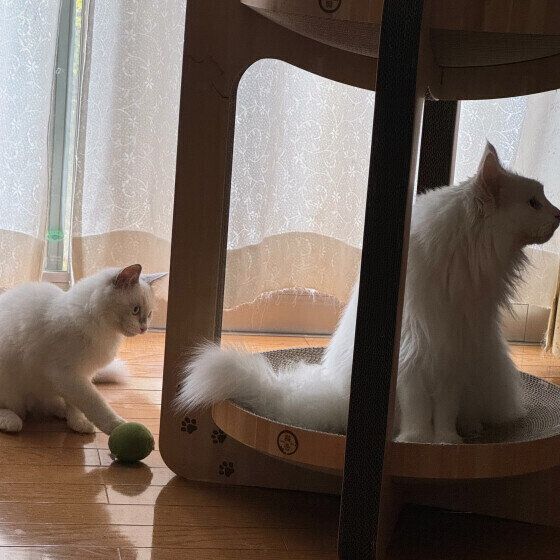 ボール遊びをしたいラグドールの不二子ちゃん