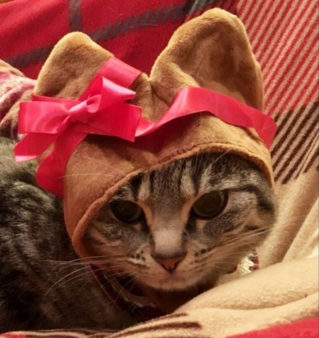 画像付き 猫が帽子を嫌がるのには理由があった 抜け毛帽子も紹介 ねこのきもちweb Magazine 画像付き 猫が帽子を嫌がるのには理由があった 抜け毛帽子も紹介 ねこのきもちweb Magazine