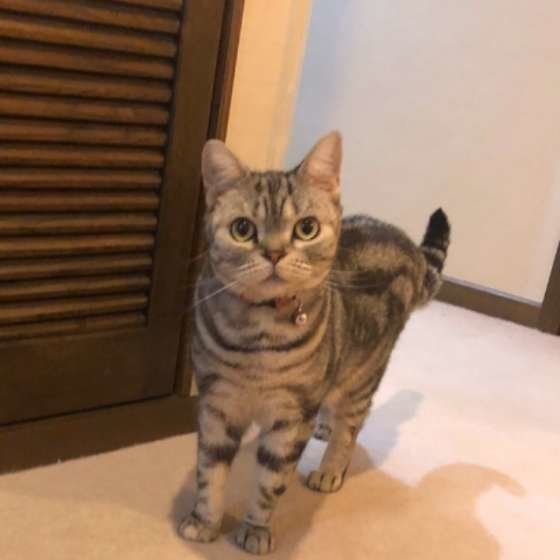 パトロール中（アメリカンショートヘア、メス）