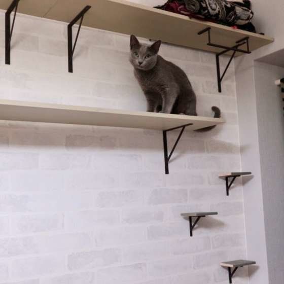 キャットウォークの上（ロシアンブルー）