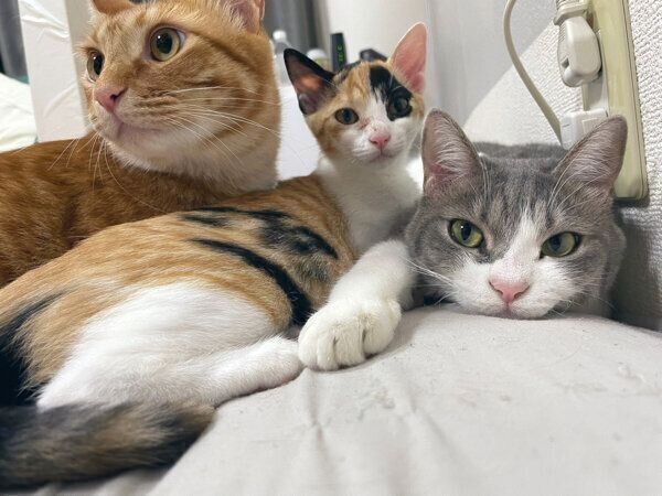 仲良しな猫たち