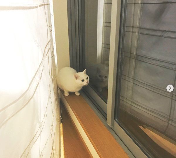 元保護猫・ミカヅキちゃん