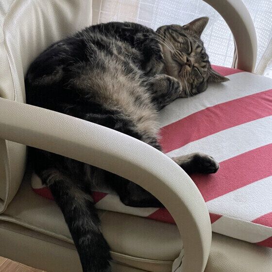 眠るチョムくん（MIX）