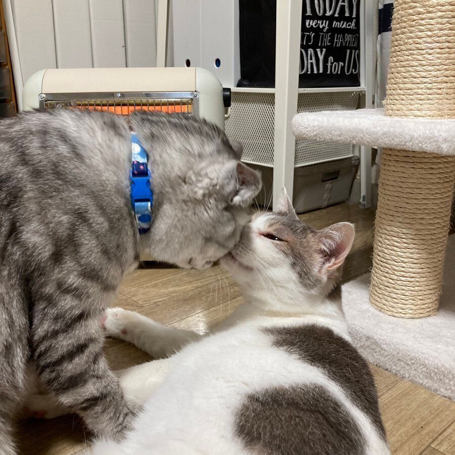 ヨキくんとピルクちゃんの鼻チュー