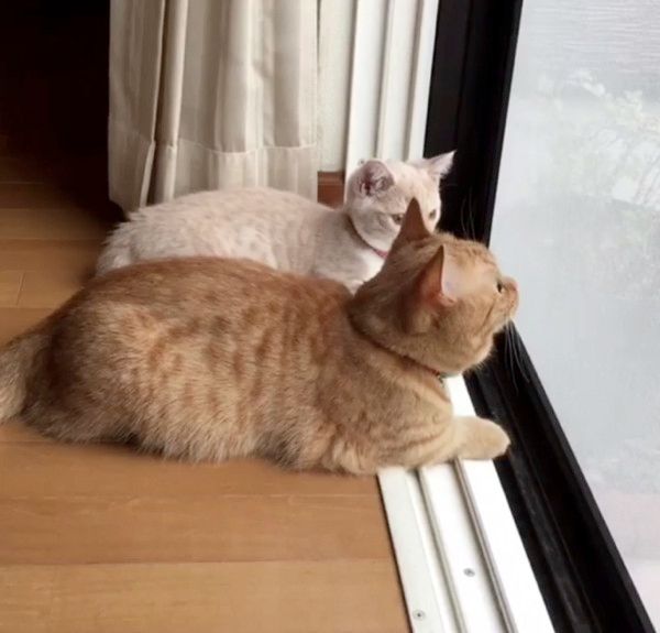 動きがシンクロする猫