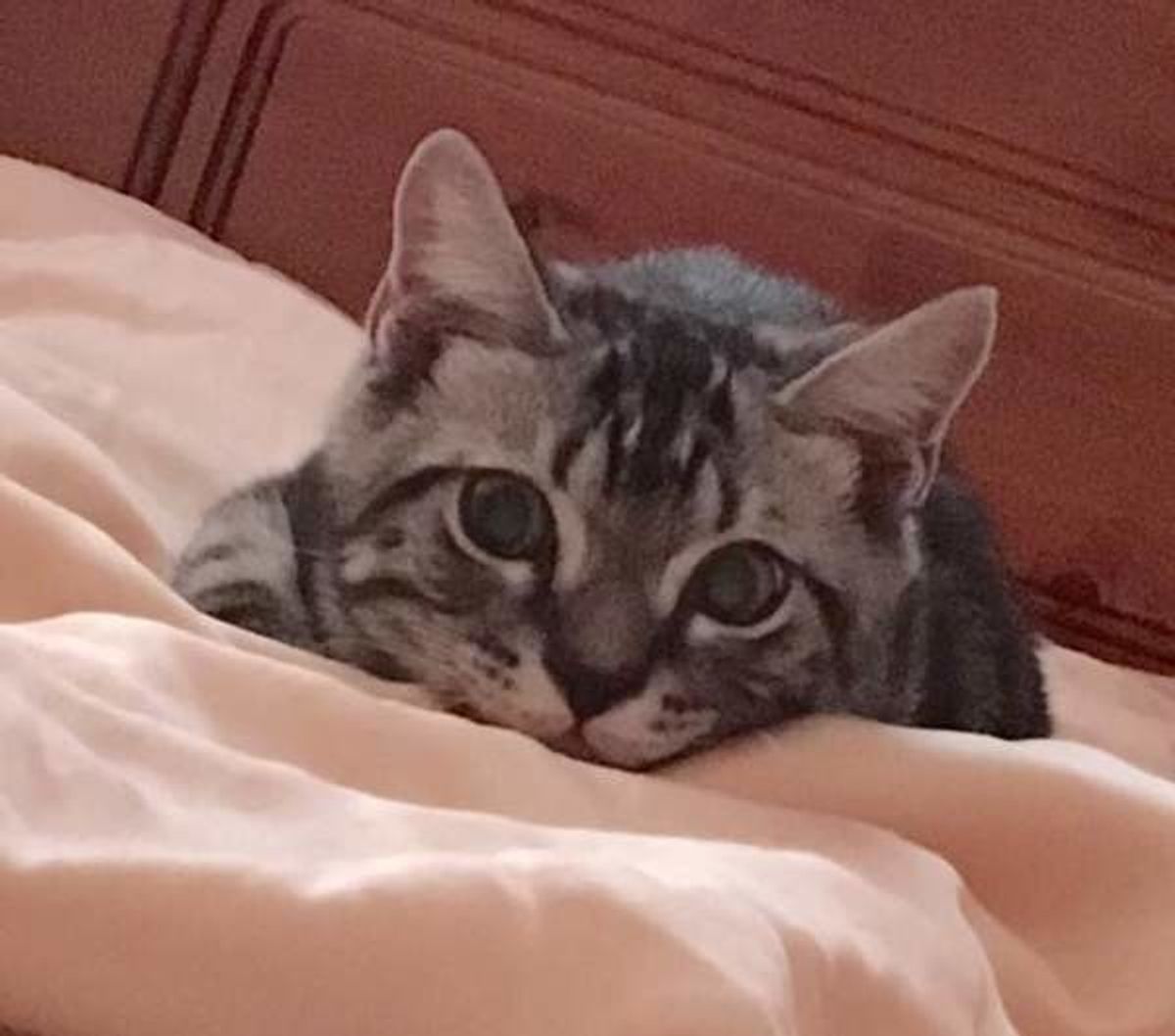 うちの子が一番 みんなの猫ちゃんの かわいい をご紹介 ねこのきもちweb Magazine うちの子が一番 みんなの猫ちゃんの かわいい をご紹介 ねこのきもちweb Magazine