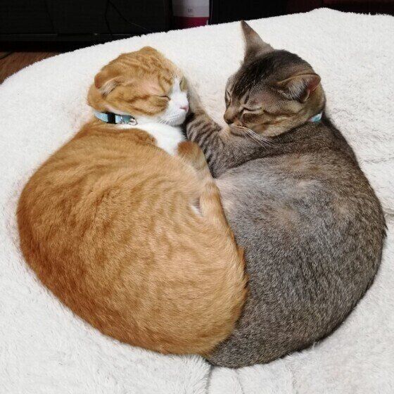 スコティッシュフォールド複数猫