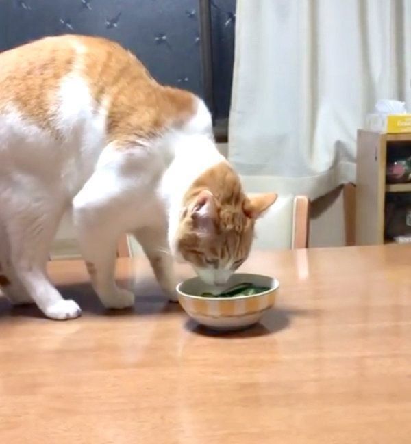 きゅうりに砂をかける猫