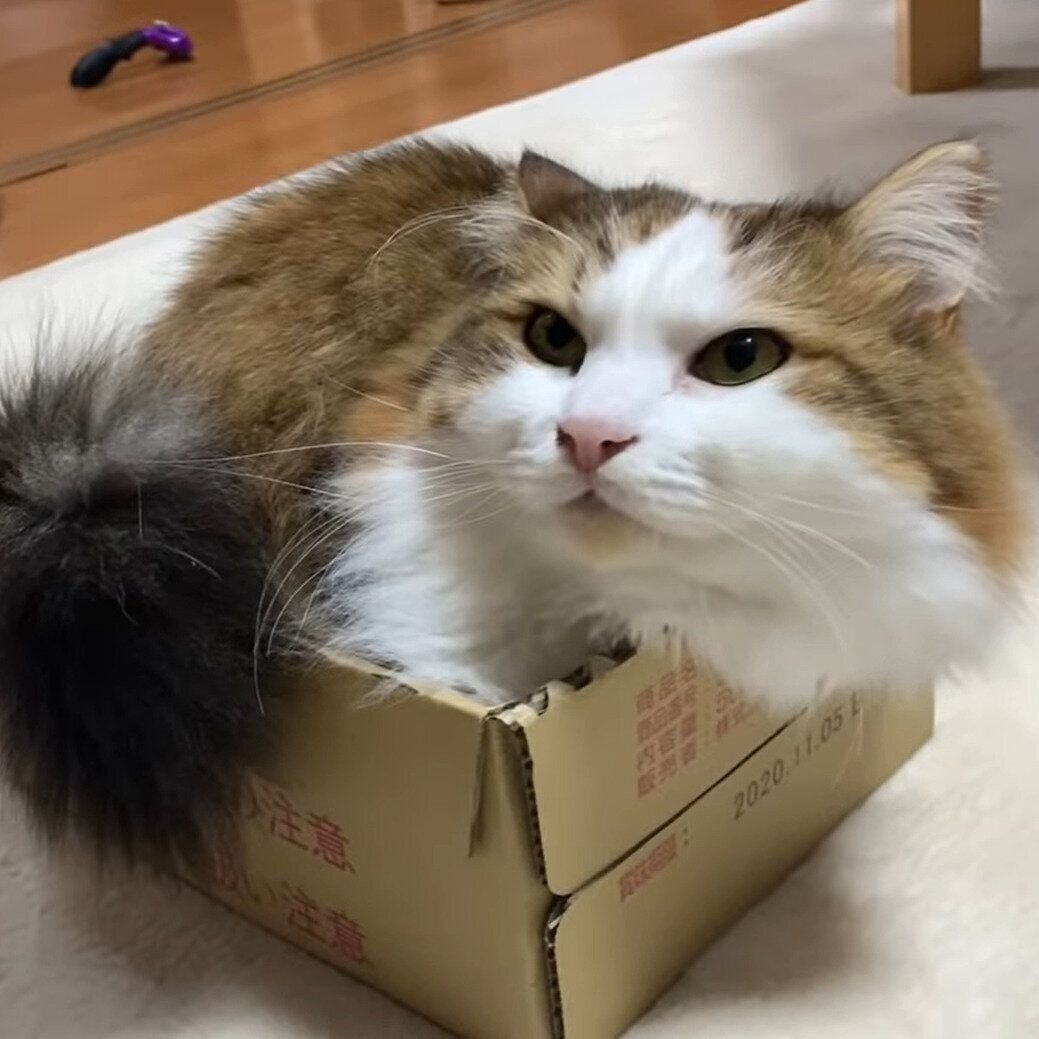 はみ出る秀吉くん