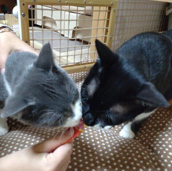 仲良くチュールを食べる2匹