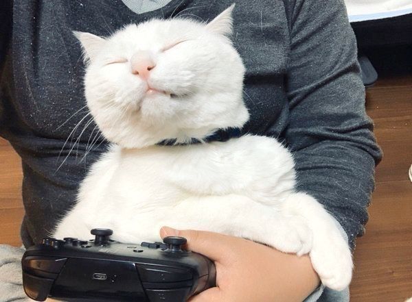 ゲームをする飼い主さんの膝の上でくつろぐハク様