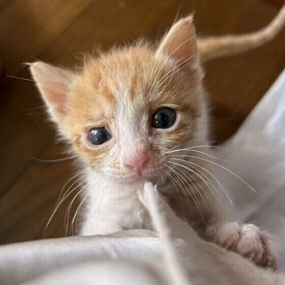 キジトラのライくん