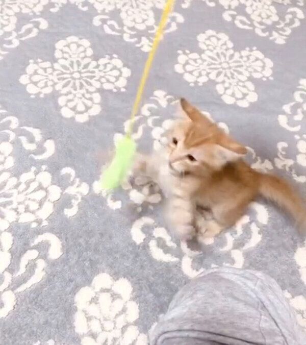 猫じゃらしで遊ぶテトくん