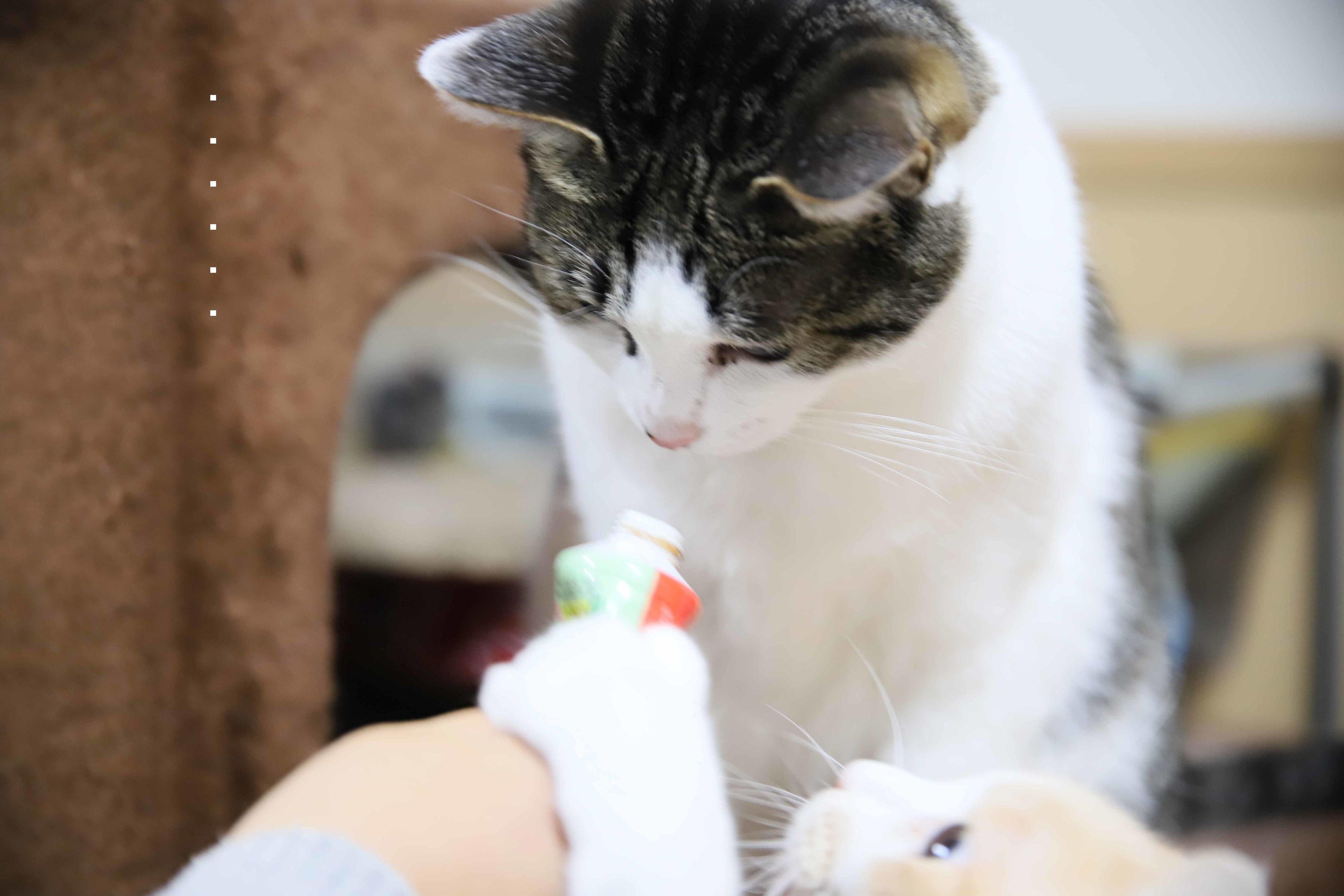 画像／ねこのきもち2019年８月号『猫よ、すんのかい　せんのかい　せーへんのかいっ！』