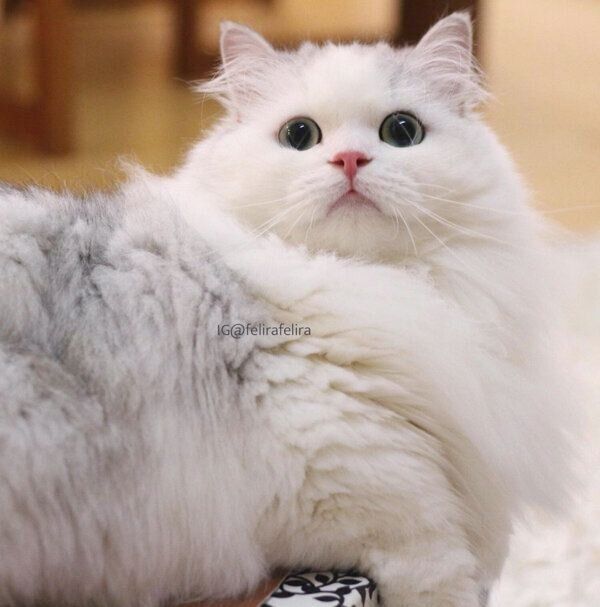 くつろぐるうちゃん