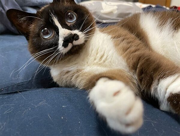 見つめるみたらしちゃん