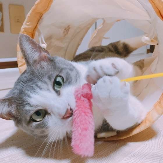 ピンクのじゃらしで遊ぶ猫