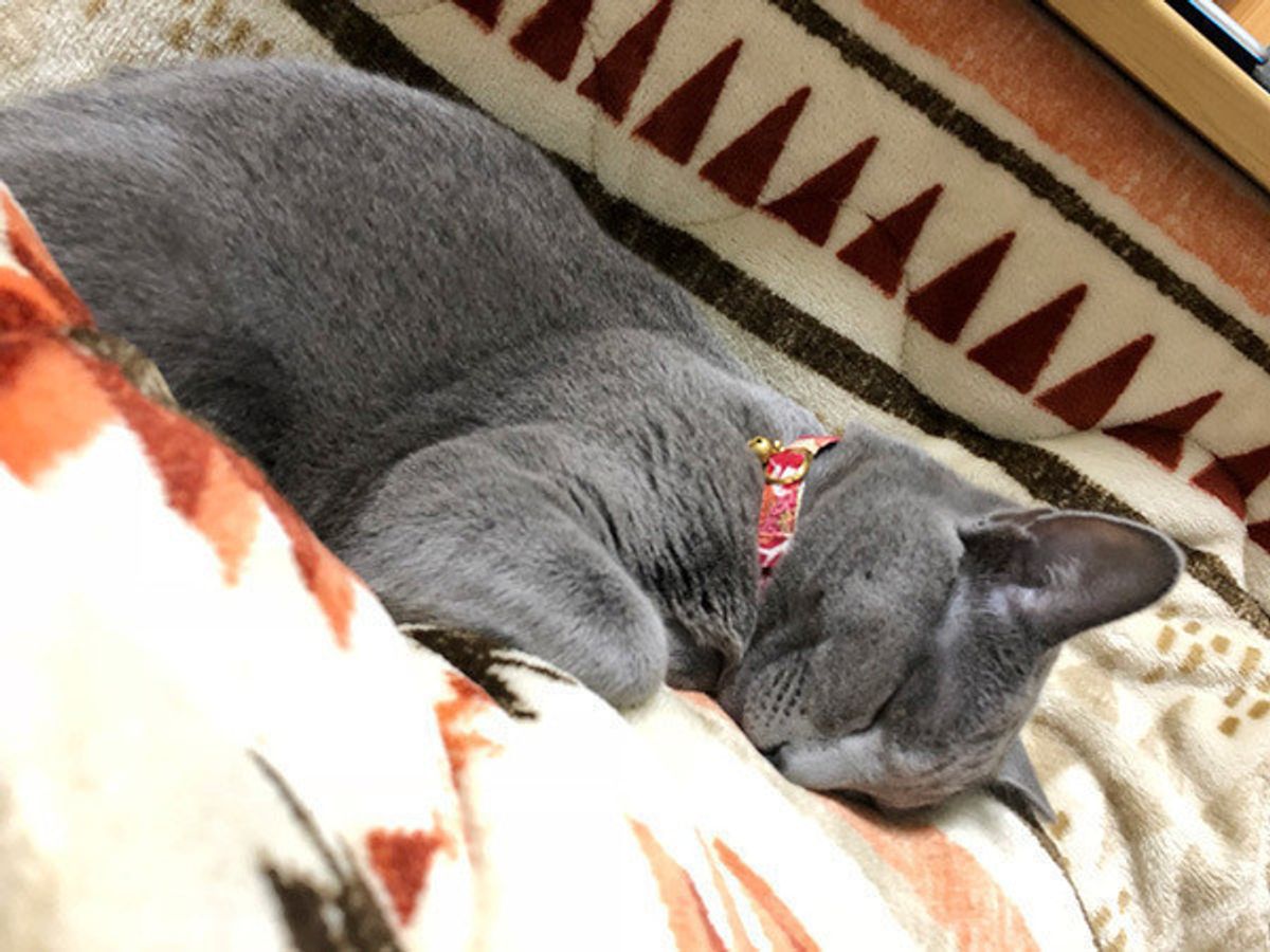 これで猫も飽きずに遊べる じゃらしおもちゃの 3つの鉄則 って ねこのきもちweb Magazine これで猫も飽きずに遊べる じゃらしおもちゃの 3つの鉄則 って ねこのきもちweb Magazine